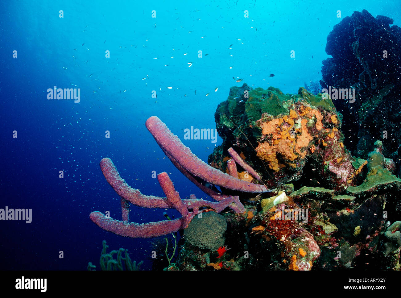 Caribbean Coral Reef Caribbean Sea Trinidad Stock Photo