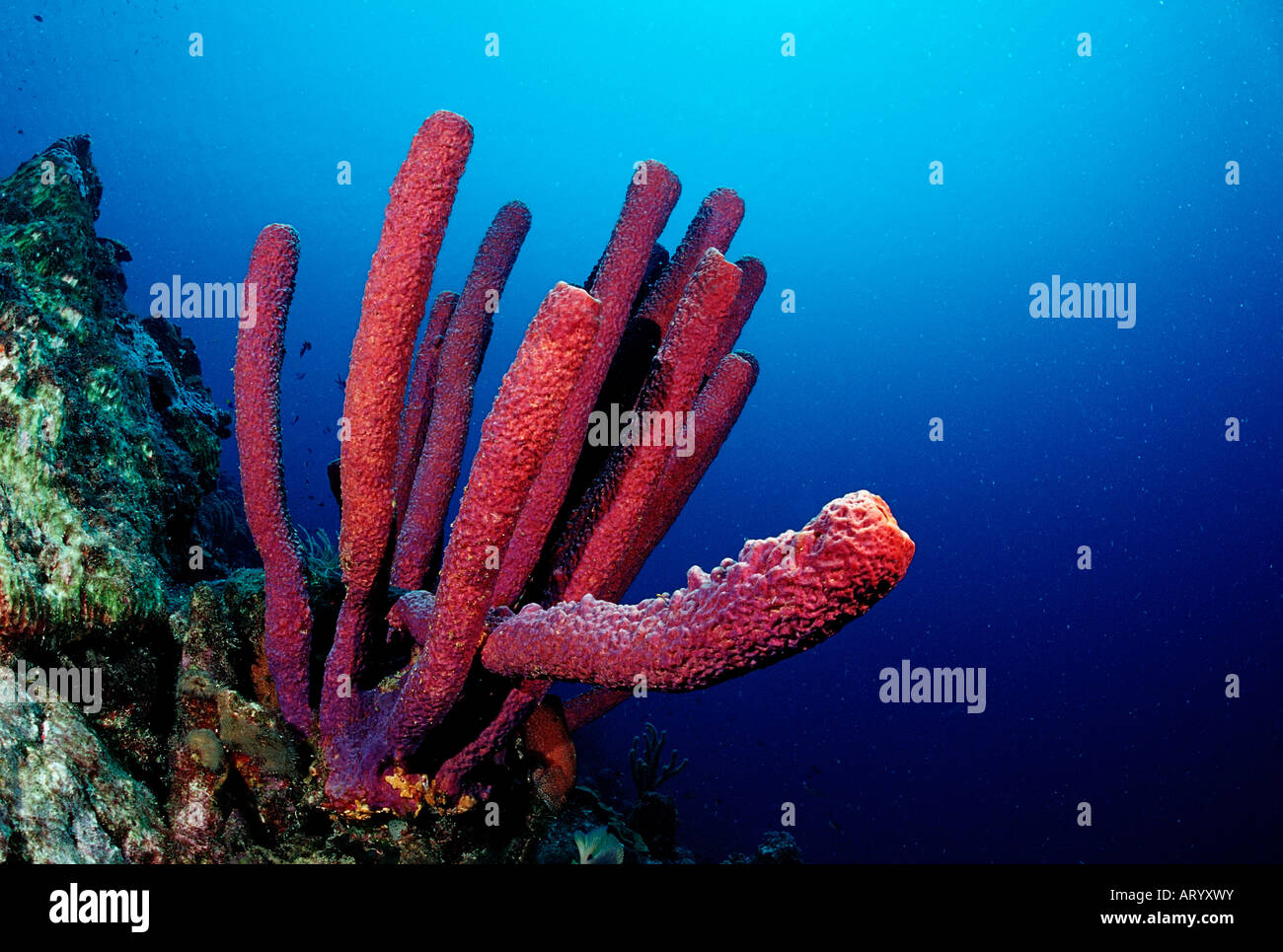 Red Sponge Porifera Caribbean Sea Trinidad Stock Photo