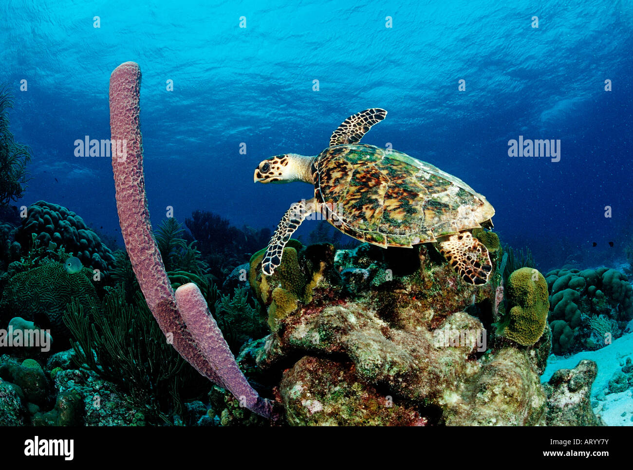 Hawksbill Turtle Eretmochelys imbricata Caribbean Sea Trinidad Stock Photo