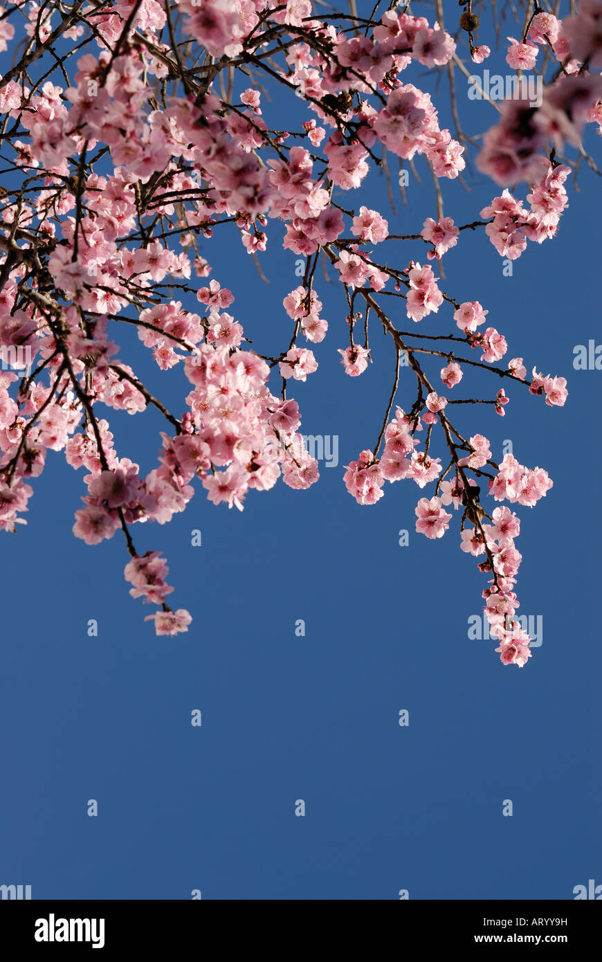 Cherry blossom hi-res stock photography and images - Alamy
