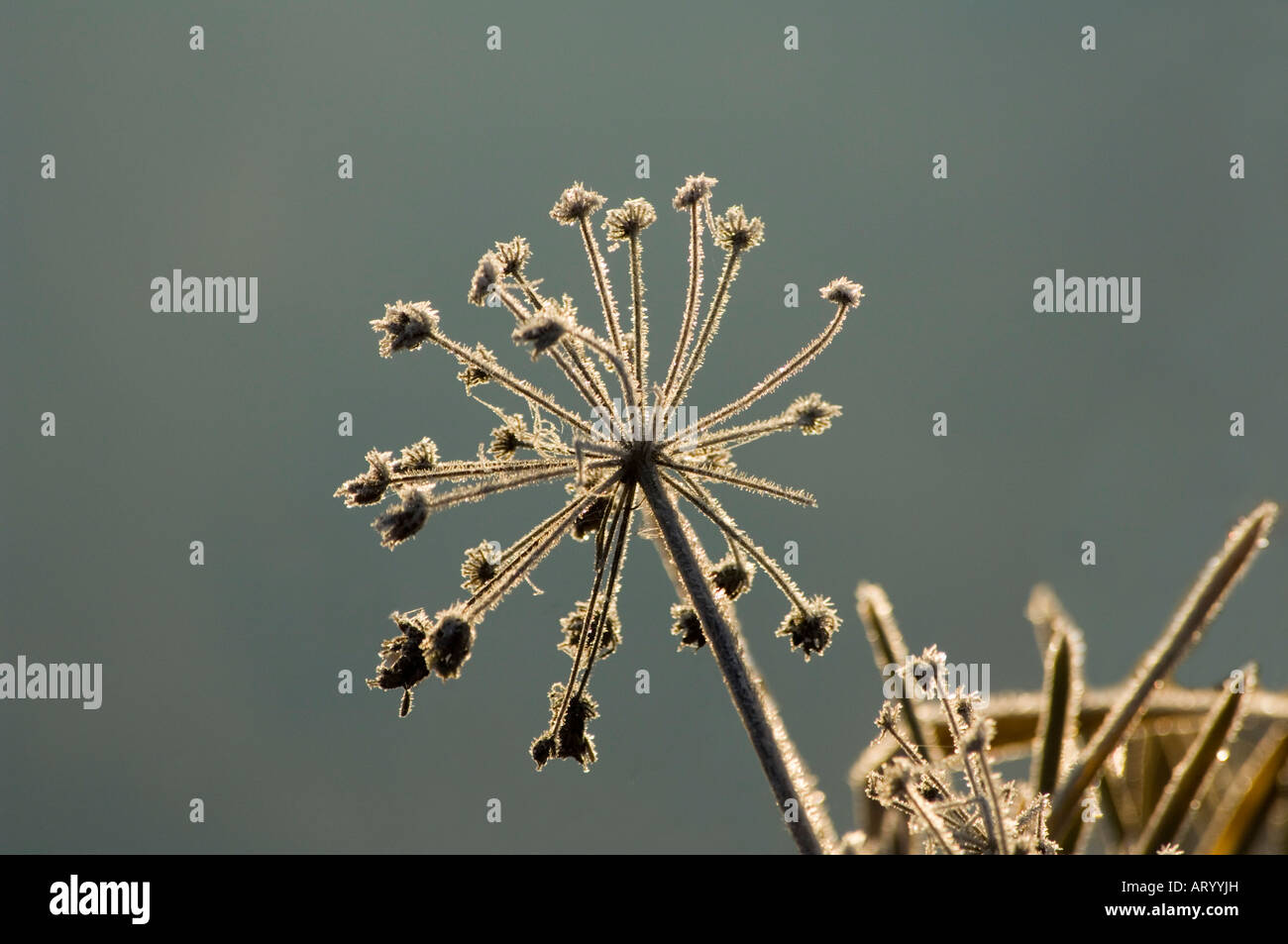 Umbellifer backlit and covered with frost in winter Surrey UK Stock Photo