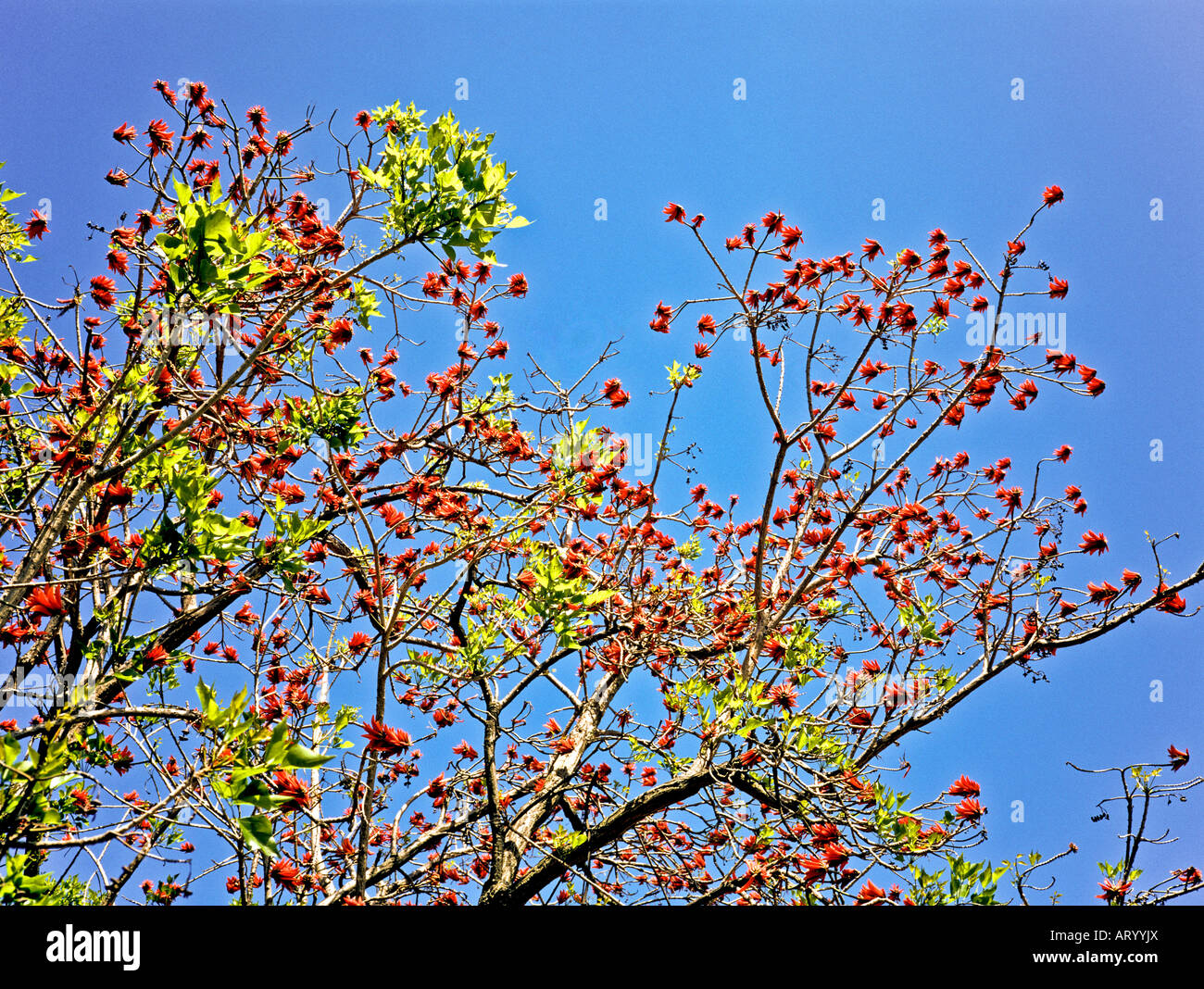 Flowering tree Erythrina spp Fabaceae in Kings Park Perth Western Australia in spring Stock Photo