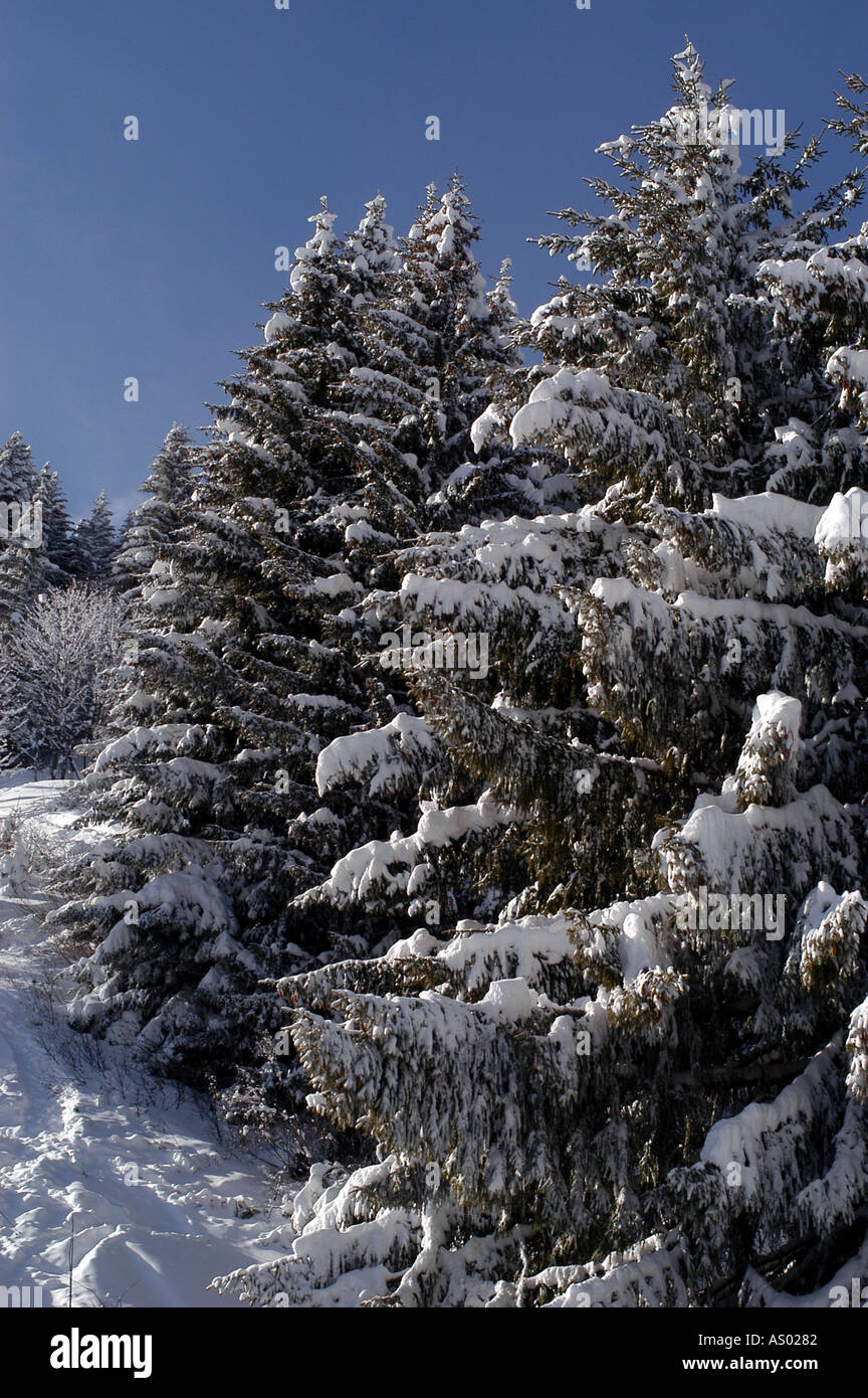 Trees with snow Stock Photo - Alamy