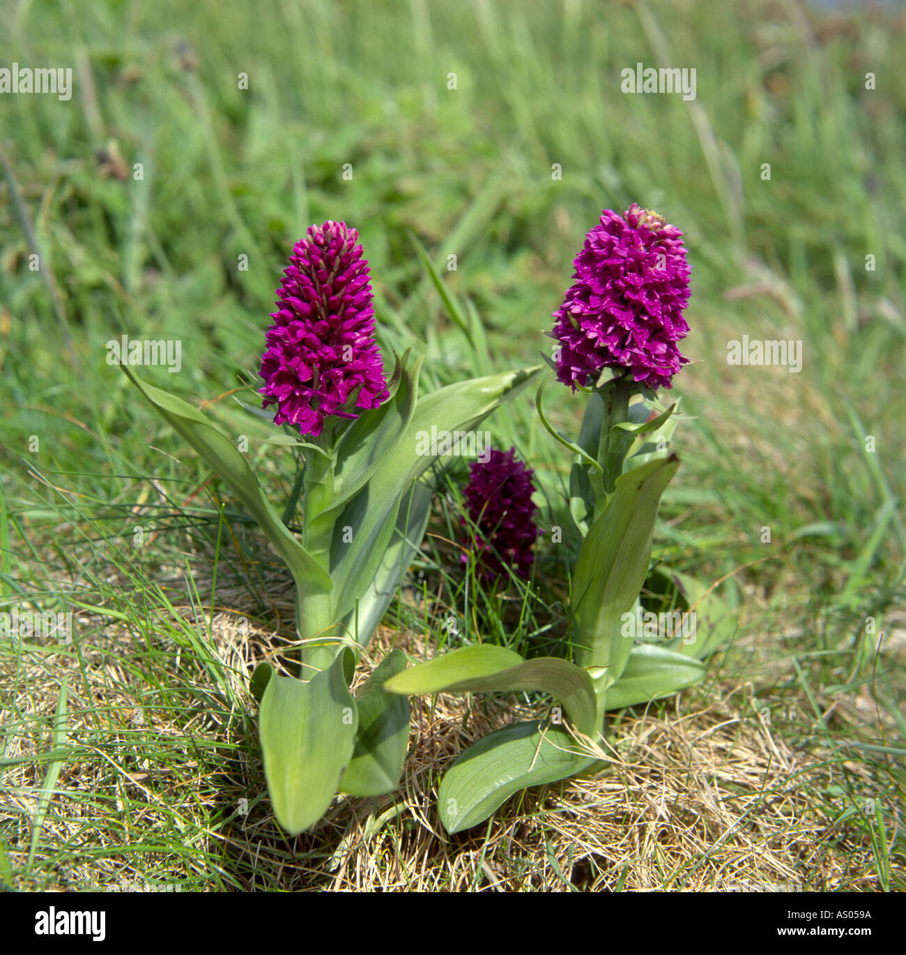 Northern Marsh Orchid Dactylorhiza purpurella North East Scotland UK Stock Photo