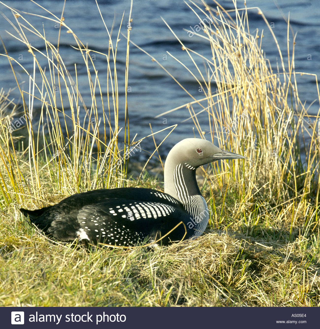 Black Throated Diver Gavia arctica Wester Ross Highland Region Scotland GBIM 1032 Stock Photo