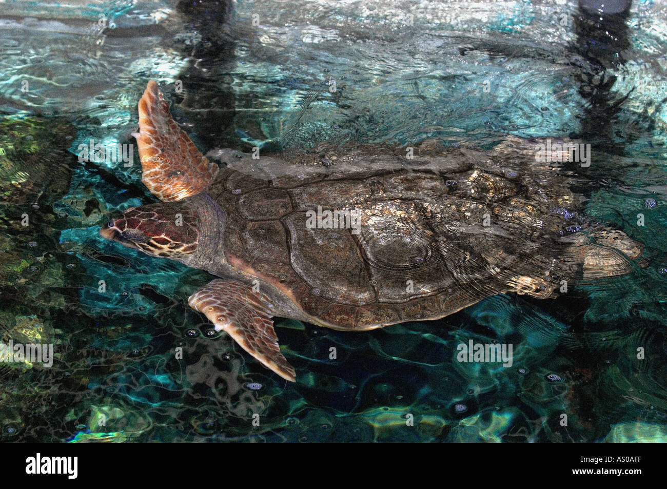 Caretta caretta loggerhead hi-res stock photography and images - Alamy