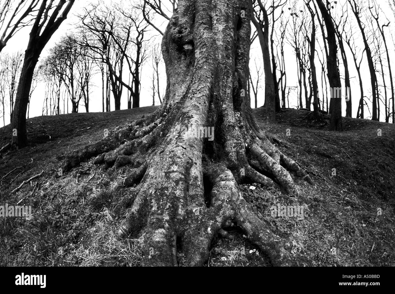 Black and white image of a tree root Stock Photo - Alamy