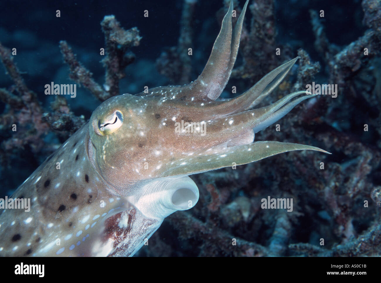 Cuttlefish Cod Hole and Ribbon Reefs Great Barrier Reef Australia Stock Photo