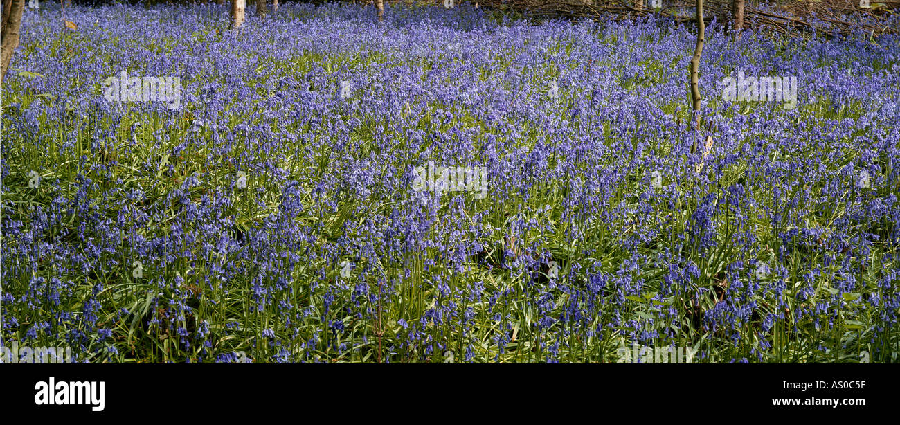 Bluebells Hyacinthoides non scripta panoramic view Stock Photo