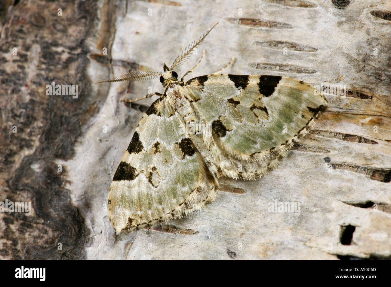 Green Carpet Colostygia pectinataria at rest on silver birch potton bedfordshire Stock Photo