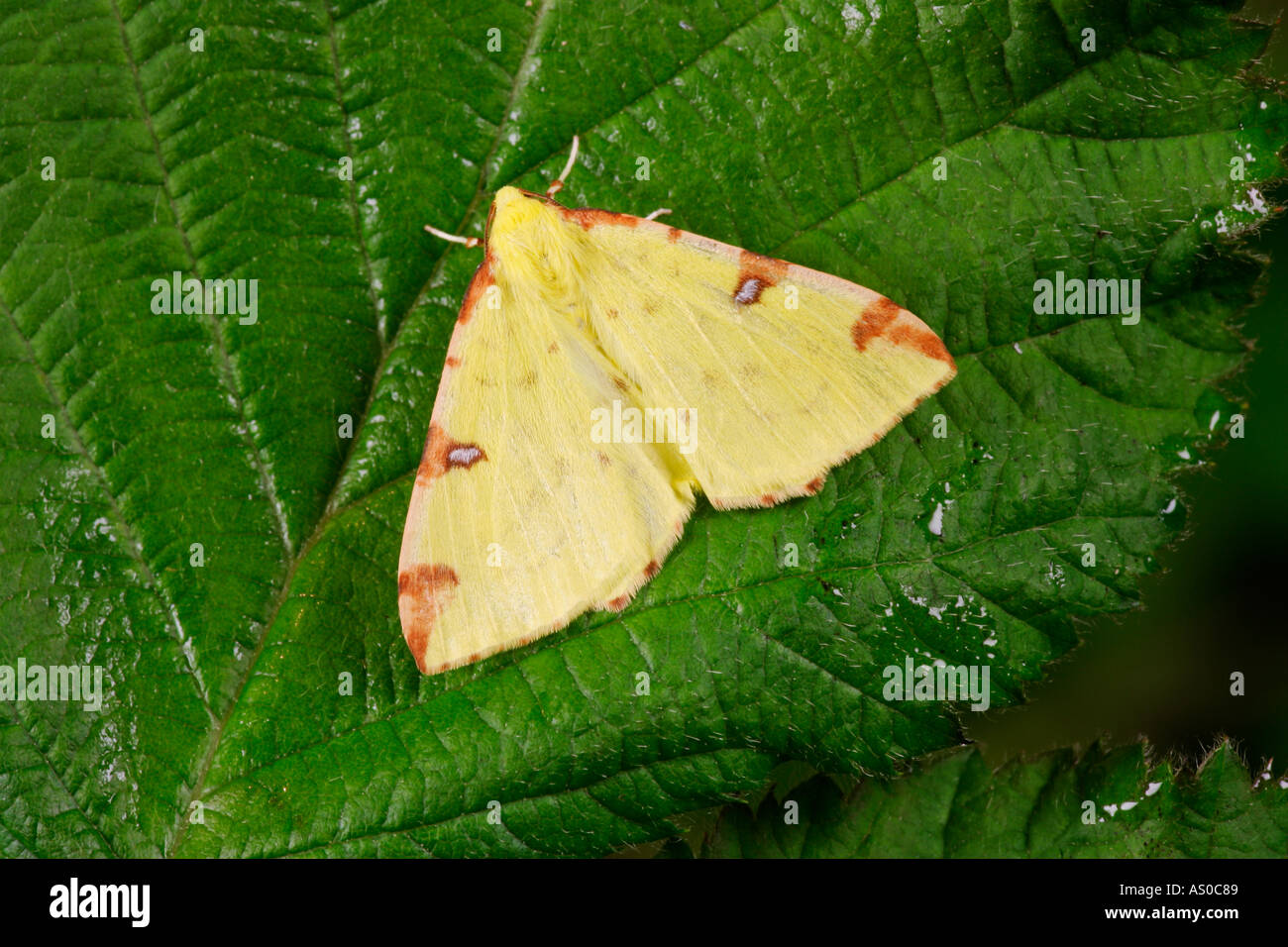 Brimstone moth Opisthograptis luteolata at rest on bramble leaf potton bedfordshire Stock Photo