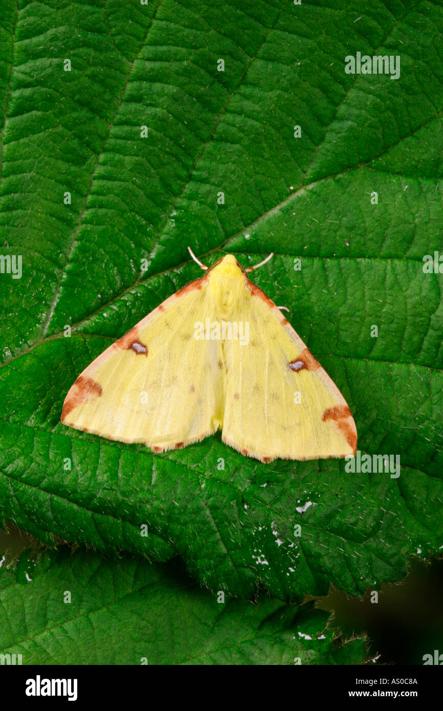 Brimstone moth Opisthograptis luteolata at rest on bramble leaf potton bedfordshire Stock Photo