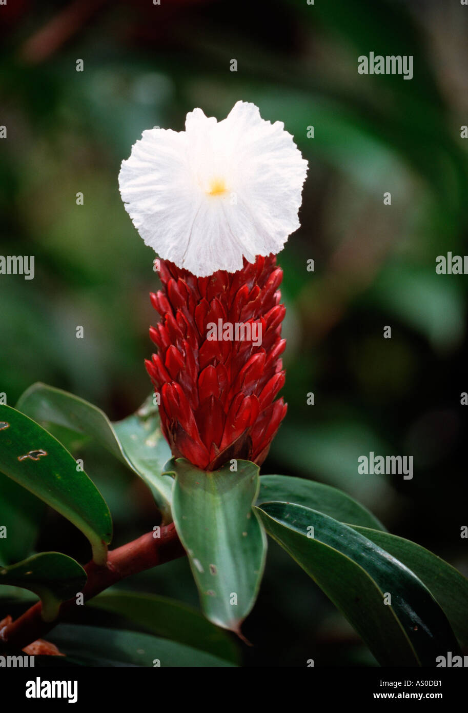 Crepe ginger (Costus speciosus), Costa Rica Stock Photo