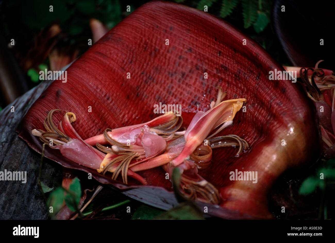 Banana flower petal Costa Rica Stock Photo Alamy