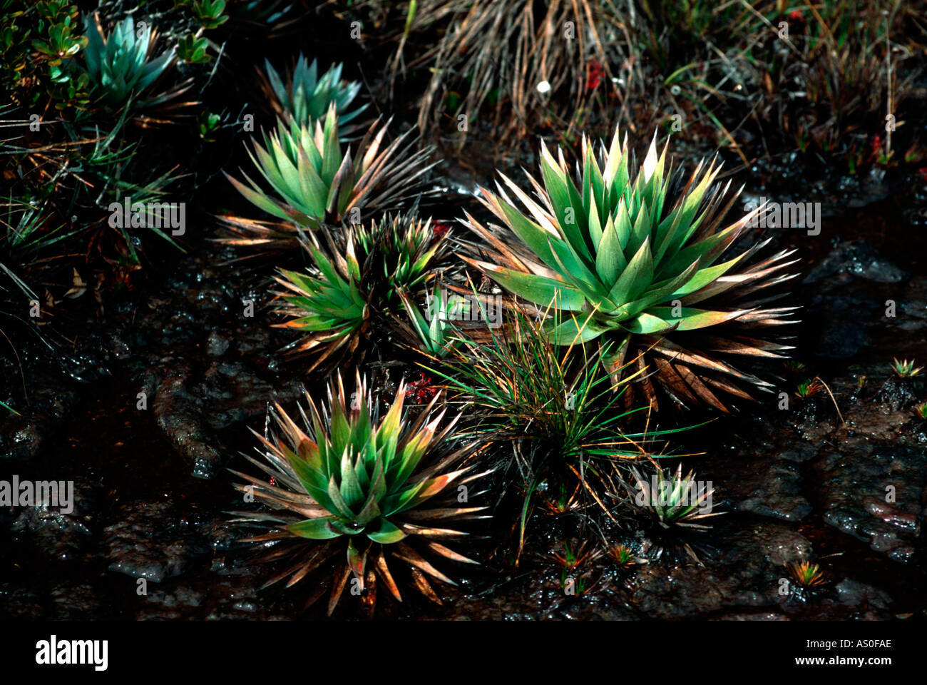 Oretanthe sceptrum Flora growing on top of Mount Roraima Gran Sabana South Venezuela Stock Photo