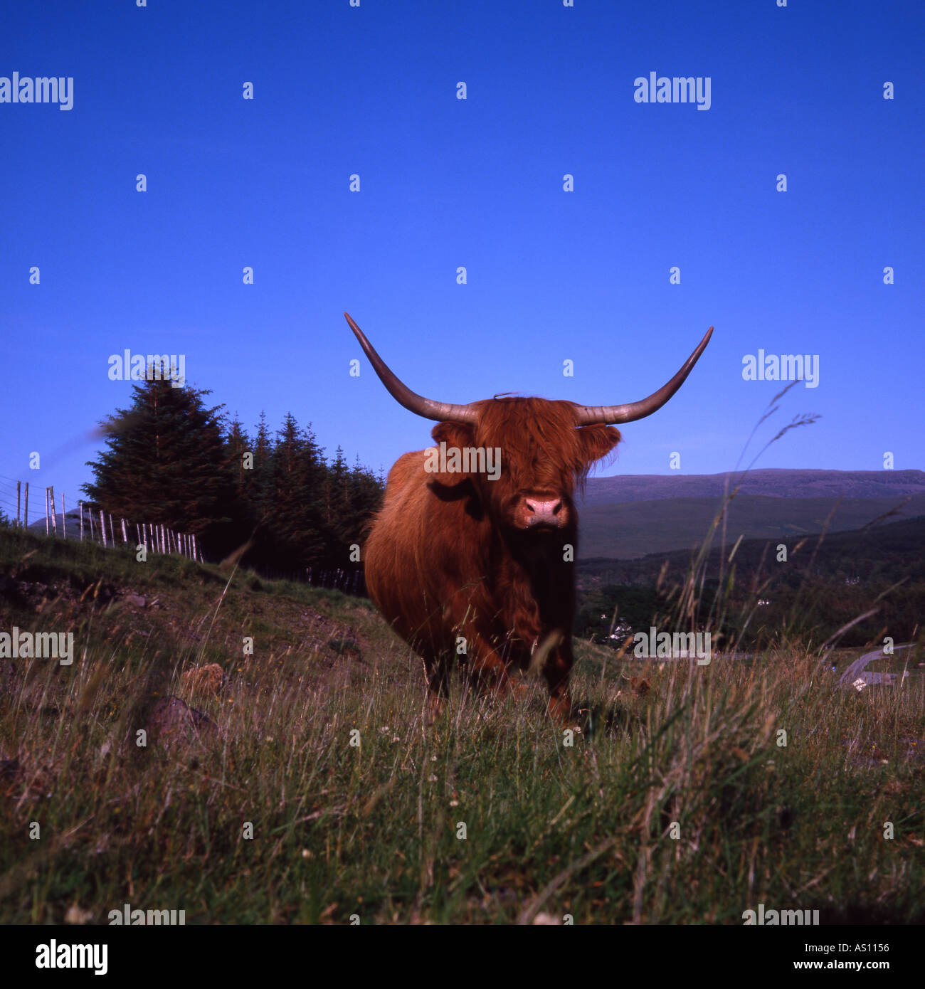 Highland cow Scotland Stock Photo - Alamy
