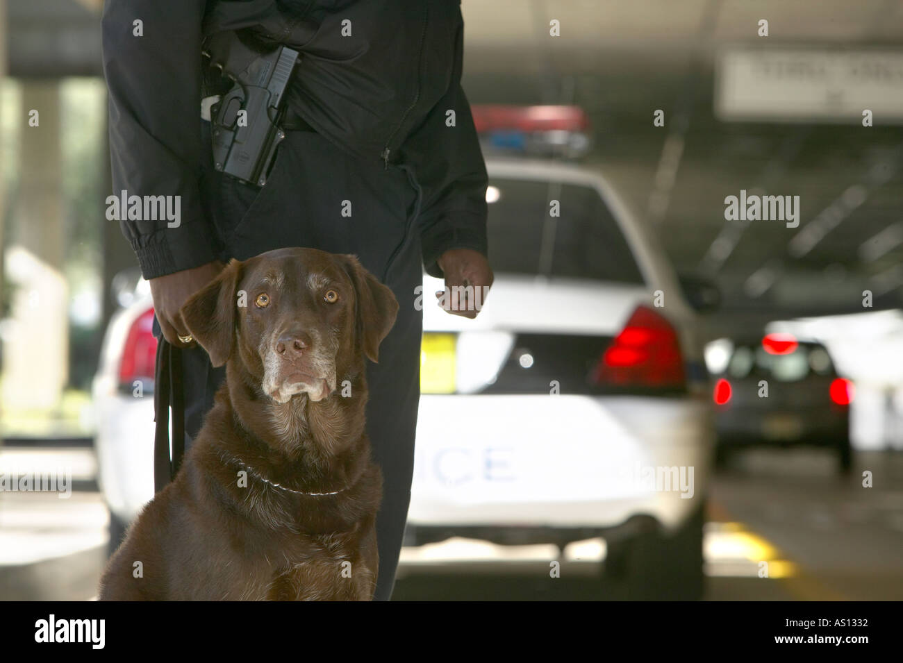 Horizontal image of police bomb sniffing police canine standing beside armed officer behind police car Stock Photo