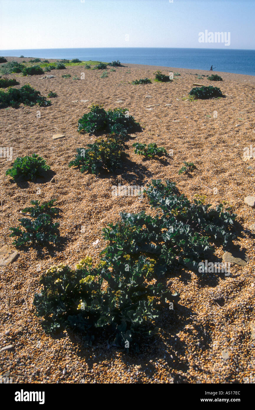 Wild Cabbage plants at Cogden Beach National Trust reserve Chesil Beach Burton Bradstock Dorset England UK Stock Photo