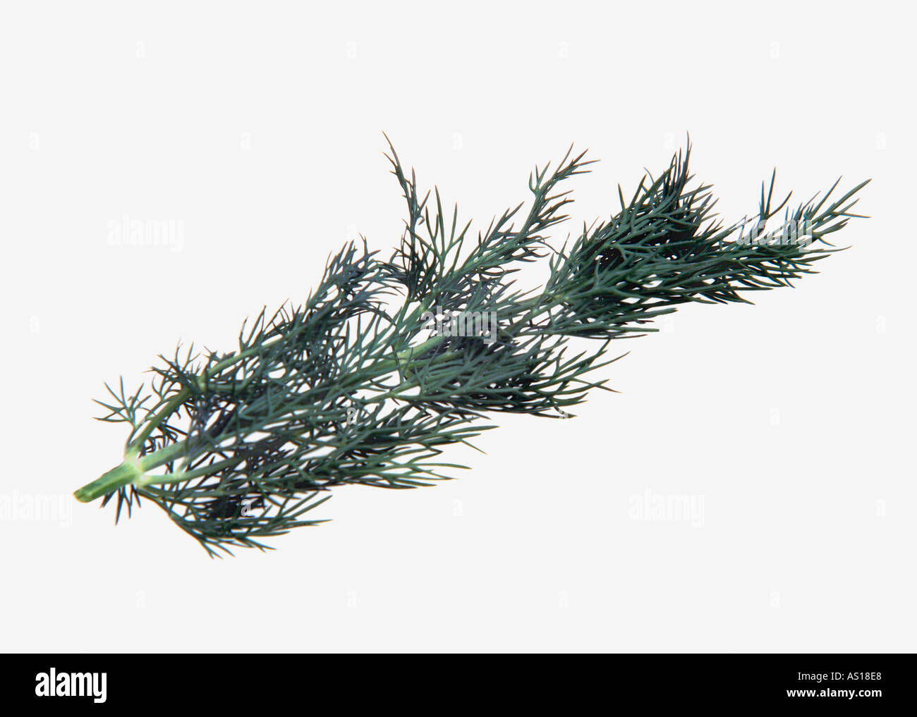 dill weed silhouetted on white background Stock Photo