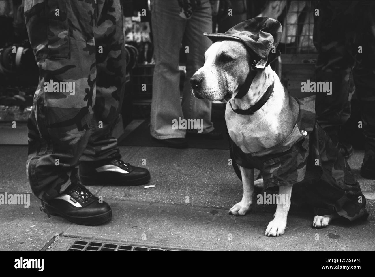 Dog in New York Stock Photo