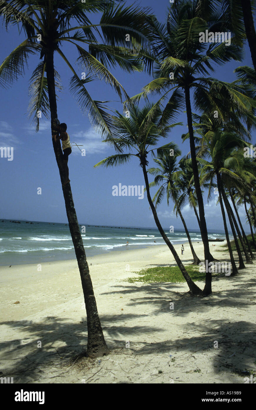 India Goa State A Man Climbing A Coconut Tree On Colva Beach Stock ...