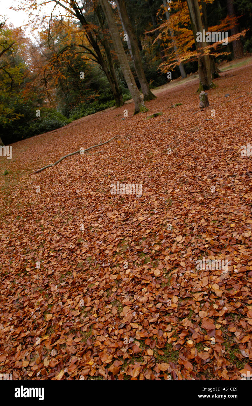 Leafy woodland floor hi-res stock photography and images - Alamy