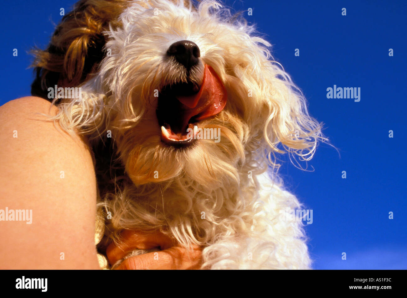 Dog licking himself hires stock photography and images Alamy
