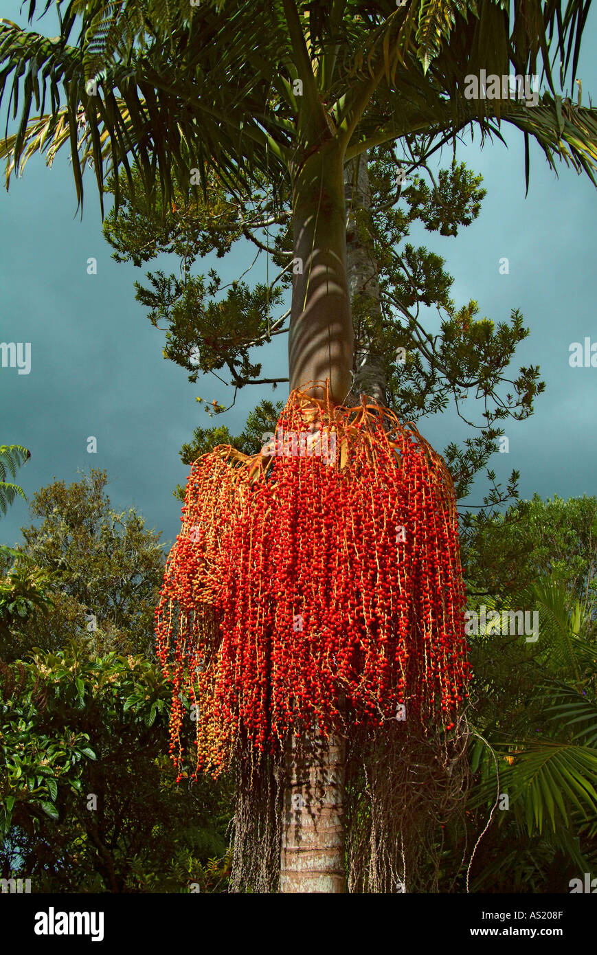 New Zealand native Nikau palm tree bearing red berries Stock Photo