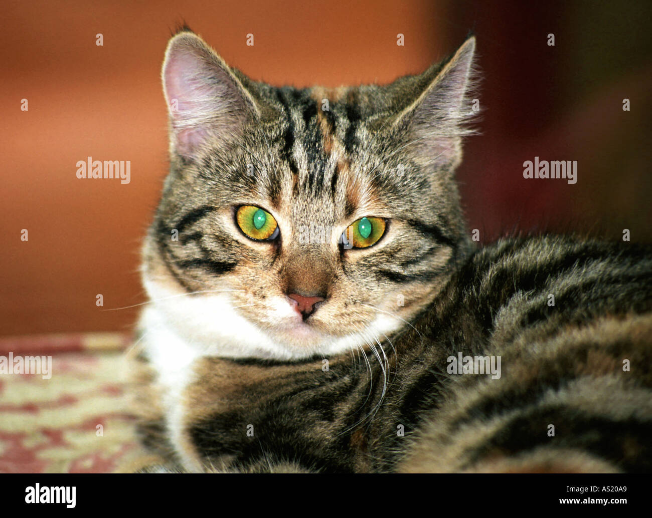 Noodle the cat Stock Photo Alamy
