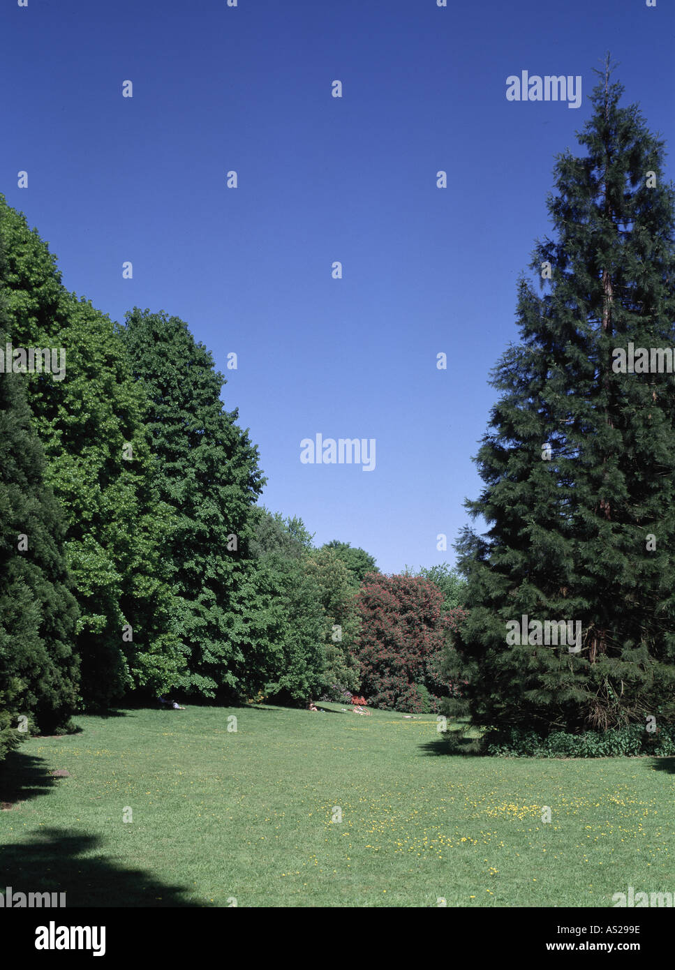 Dortmund, Botanischer Garten Rombergpark, Kleine Talwiese, Nose
