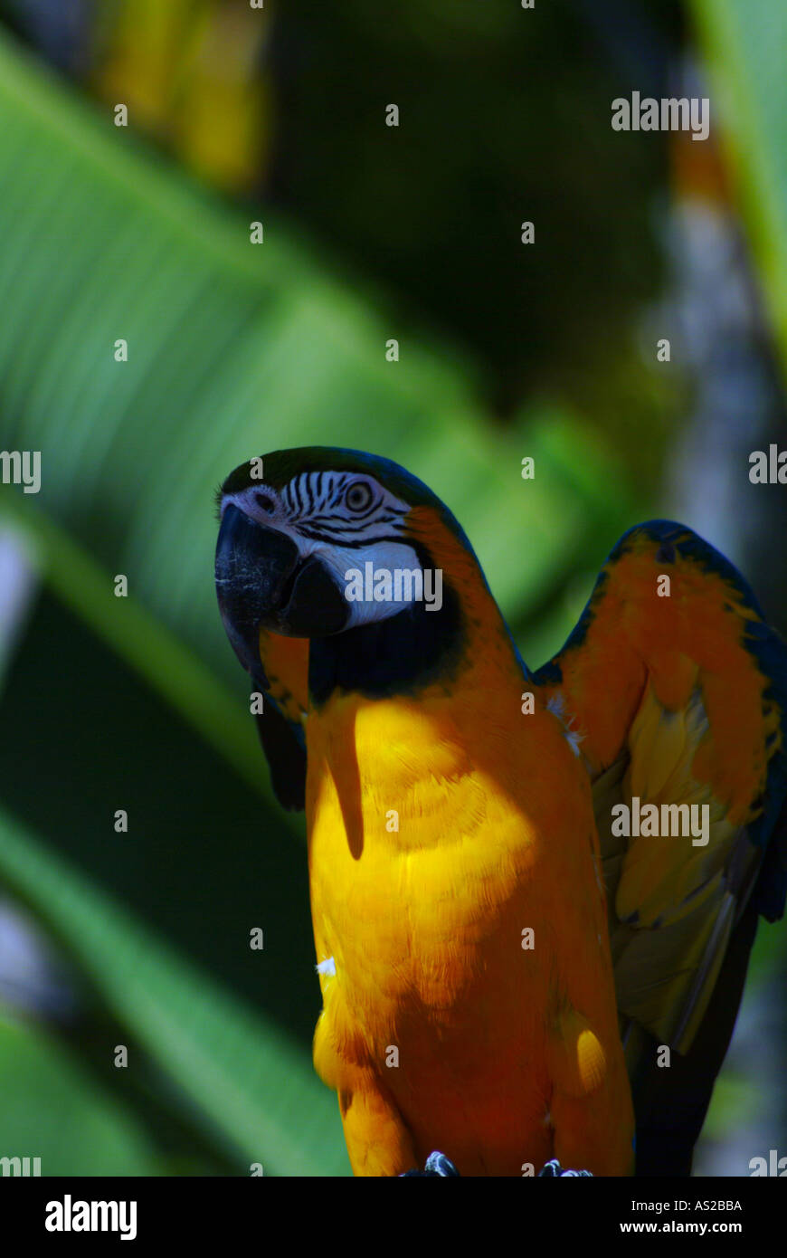 Parrot Stock Photo