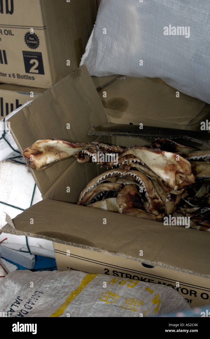 Shark jaws Stock Photo - Alamy