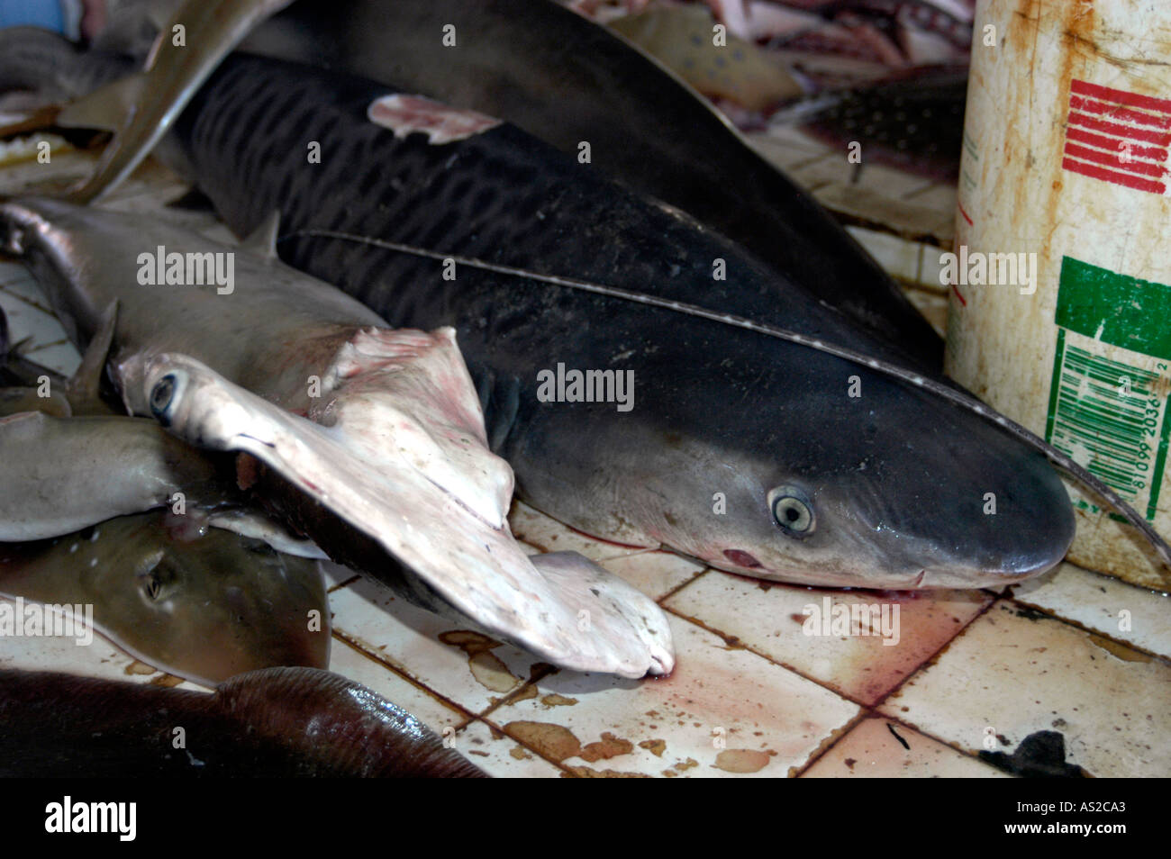 Juvenile tiger shark and hammerhead shark at fish market Stock Photo