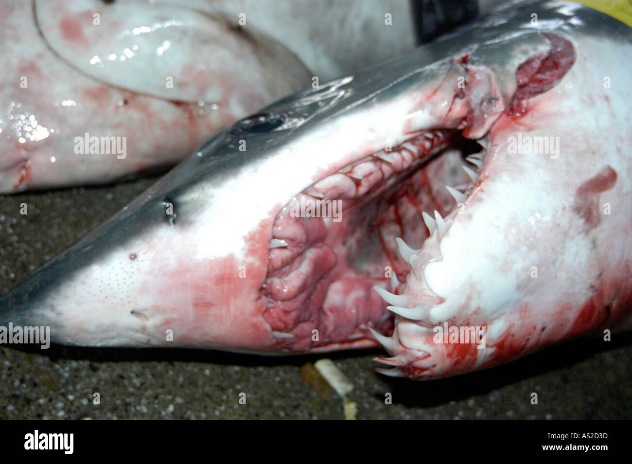 Mako shark fishing line hi-res stock photography and images - Alamy