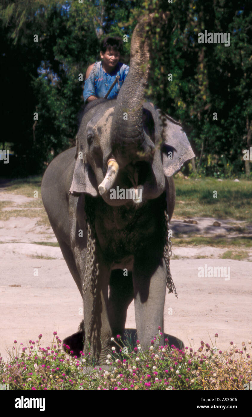 76 year old Asian elephant (Elephas maximus) with trunk raised and mahout or driver sat on top, Pattaya Elephant Village, Thailand Stock Photo