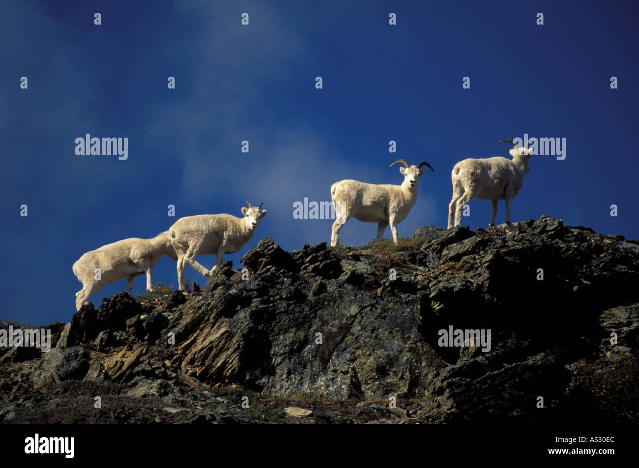 Dall Sheep ovis dalli ridge walking Denali National Park Alaska Stock Photo