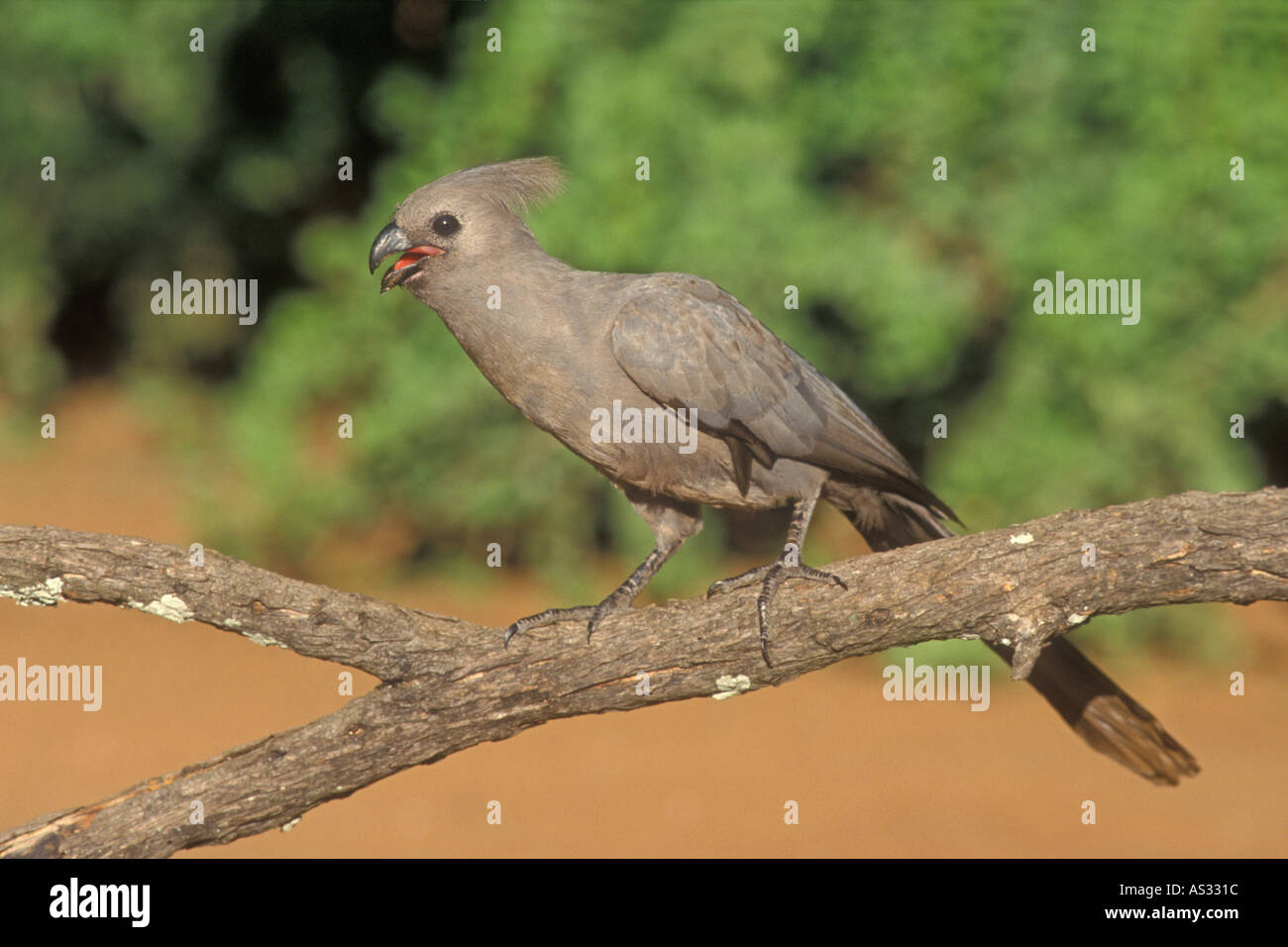 GREY LOURIE Corythaixoides concolor Stock Photo