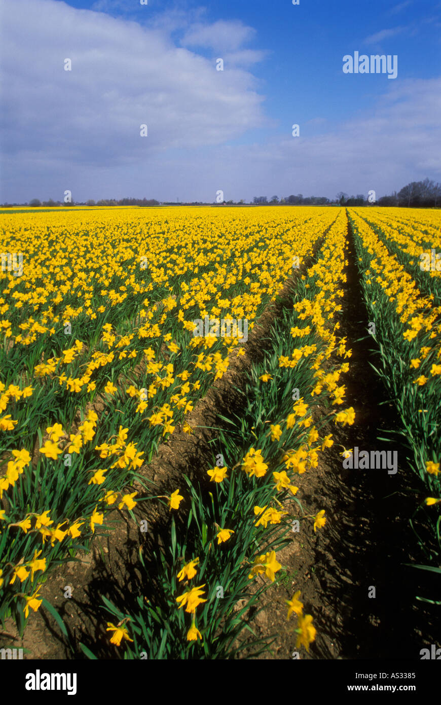 Fields of spring Daffodils near Spalding the famous bulb growing area
