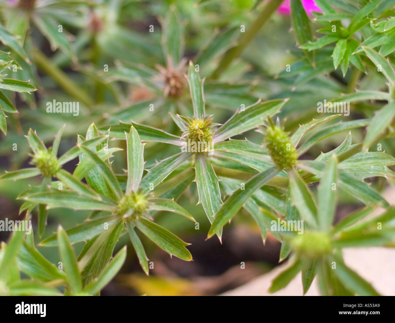Long cilantro flower Stock Photo Alamy