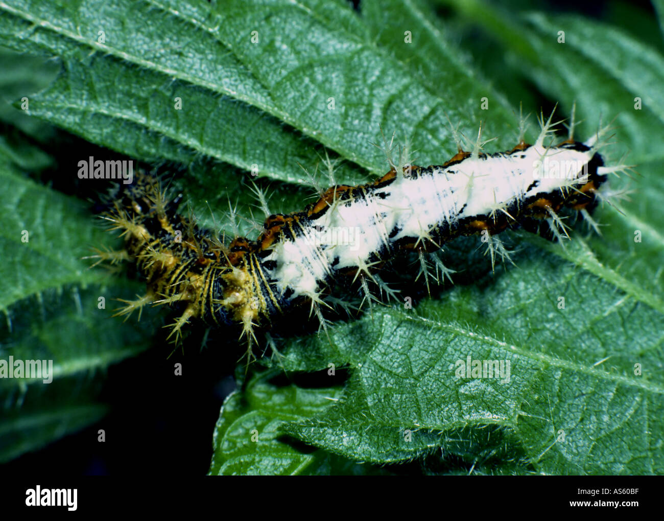 Comma butterfly larva Stock Photo