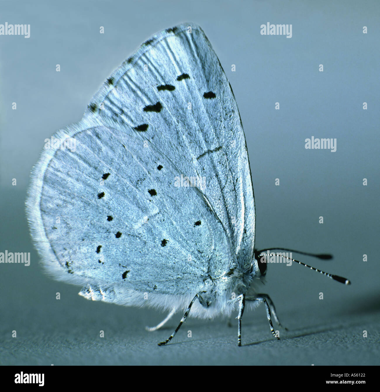 HOLLY BLUE main image 1