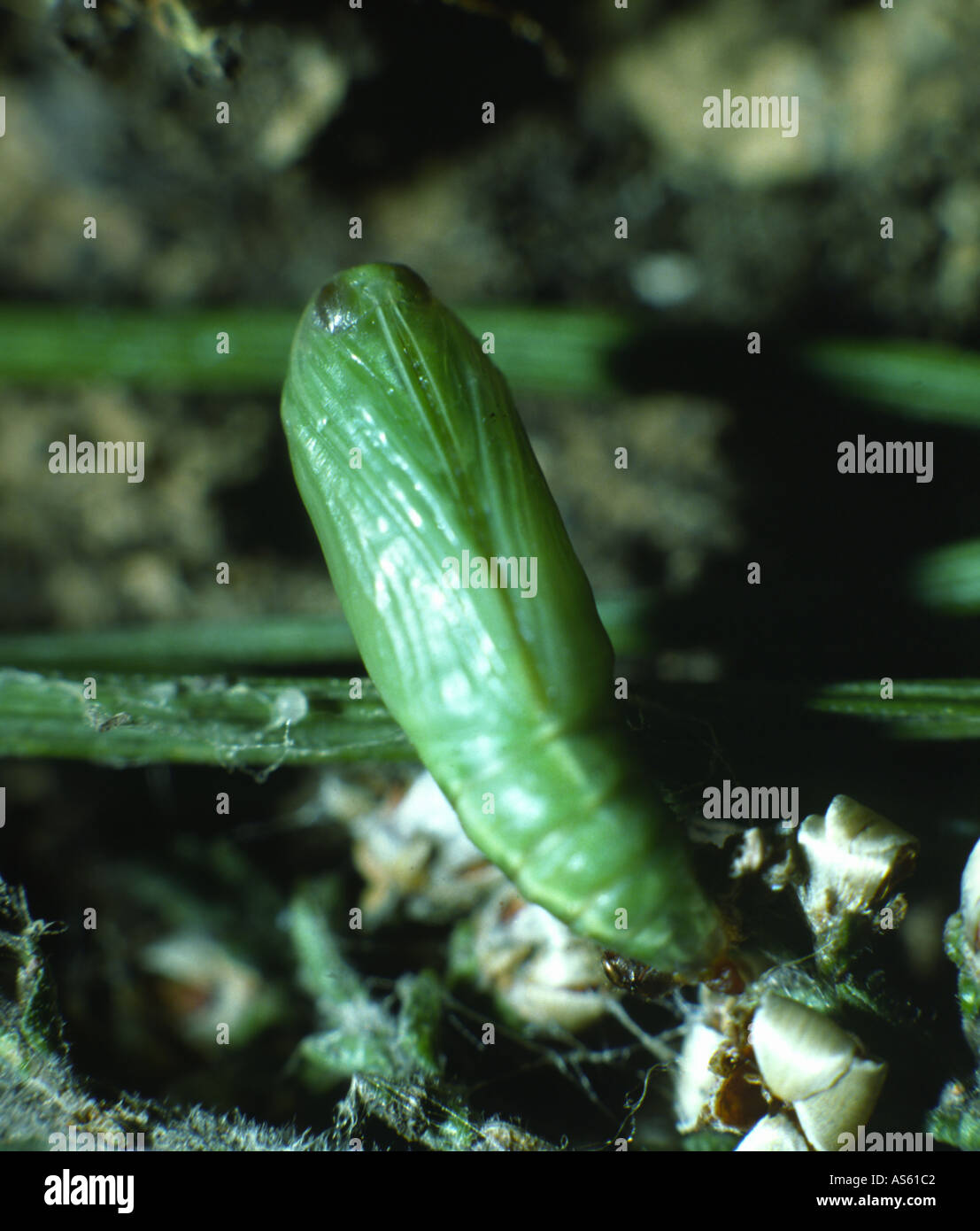 Carpet moth caterpillar hires stock photography and images Alamy