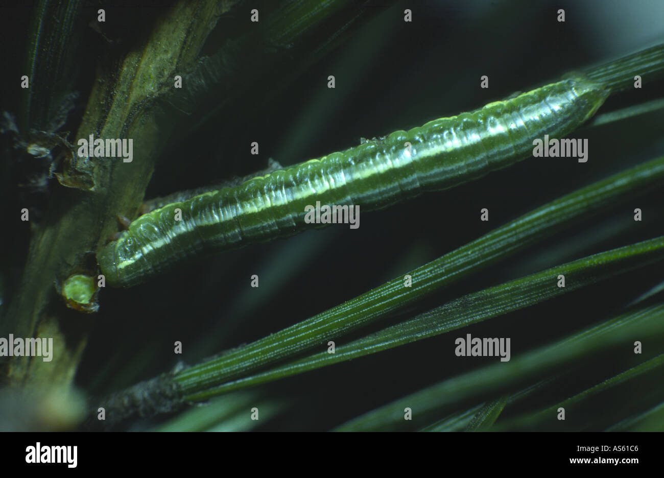 Carpet moth caterpillar hires stock photography and images Alamy