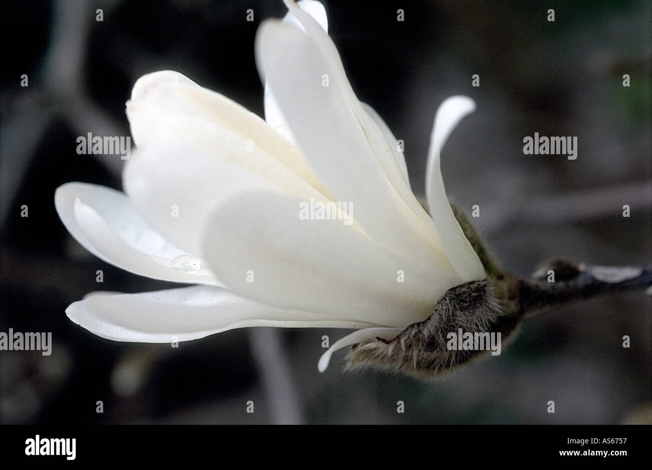 Flower of white Stella Magnolia Stock Photo