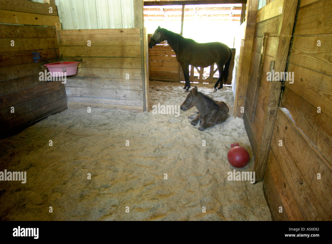 Horse and her colt in stable in Atlanta USA on a bed of wood chips Stock Photo Alamy