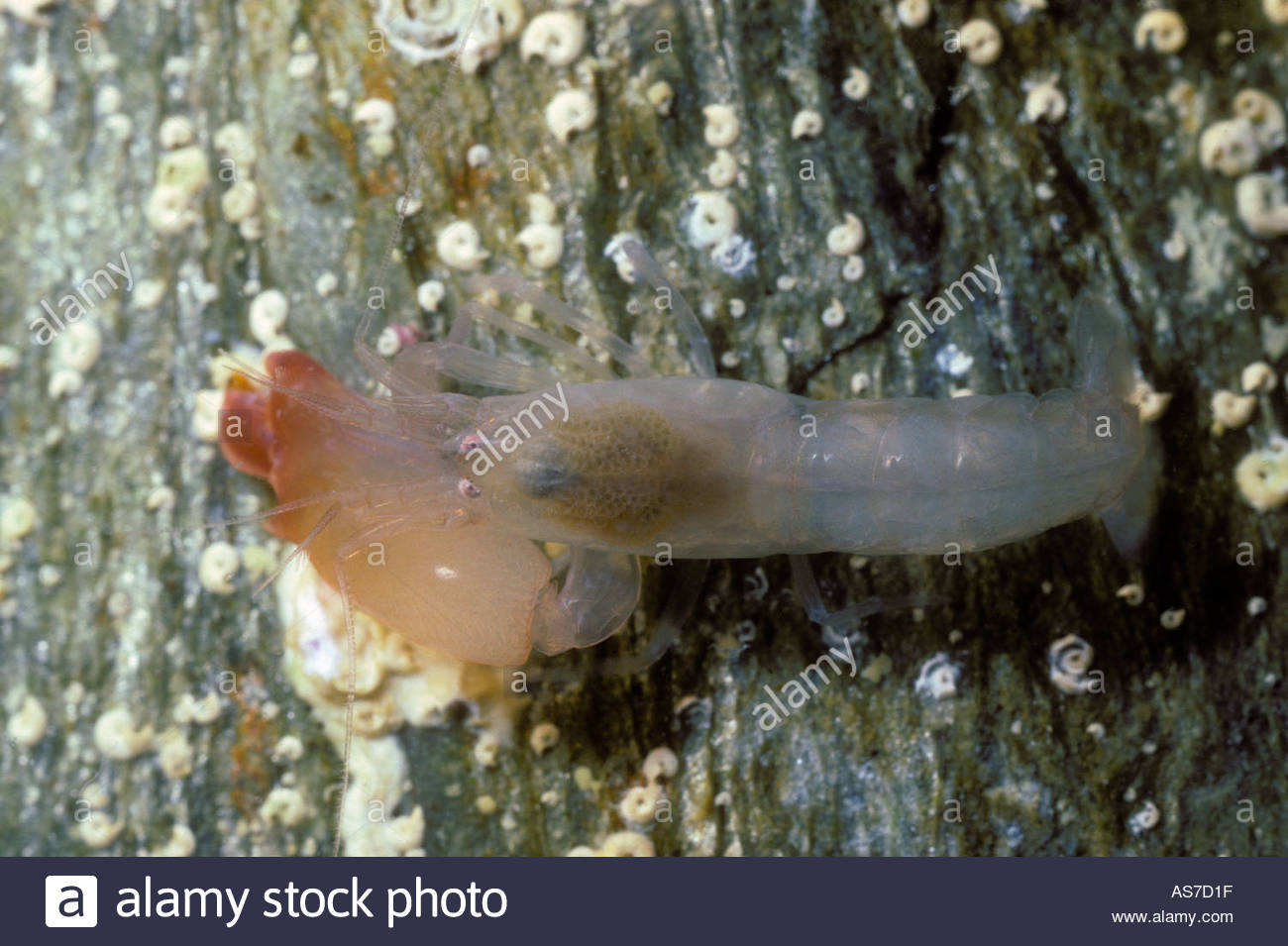 A snapping shrimp from Southern France Stock Photo 1604894 Alamy