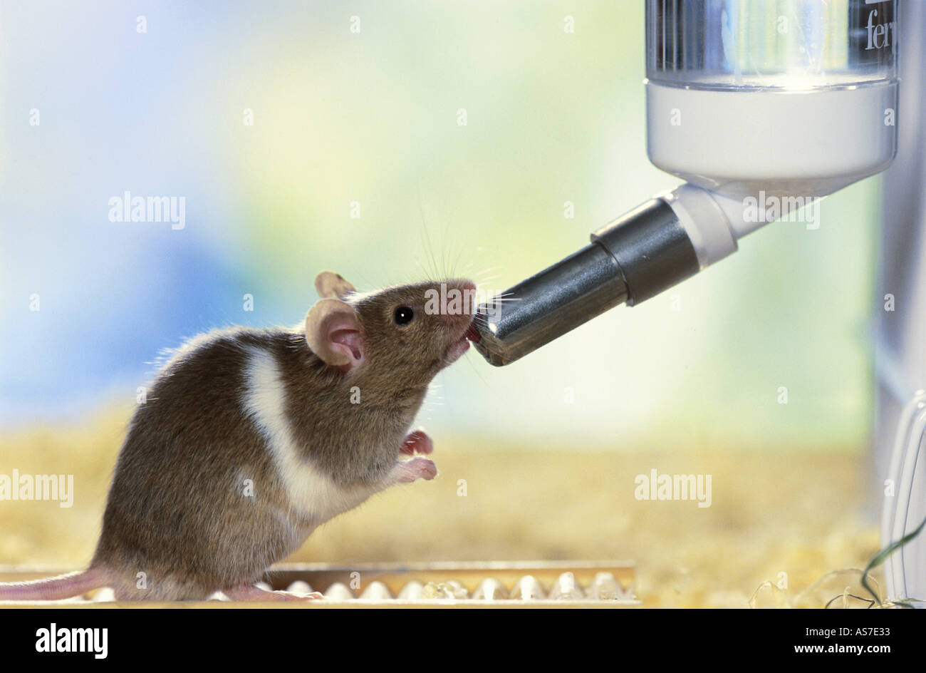 mouse - drinking Stock Photo