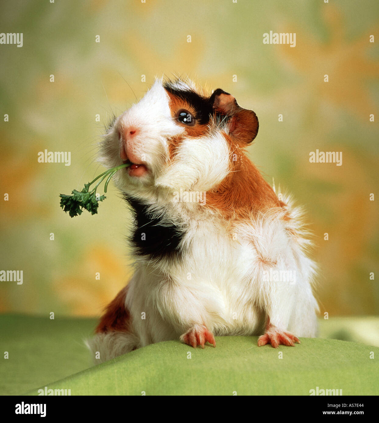Abyssinian Guinea Pig, Cavie eating parsley Stock Photo Alamy