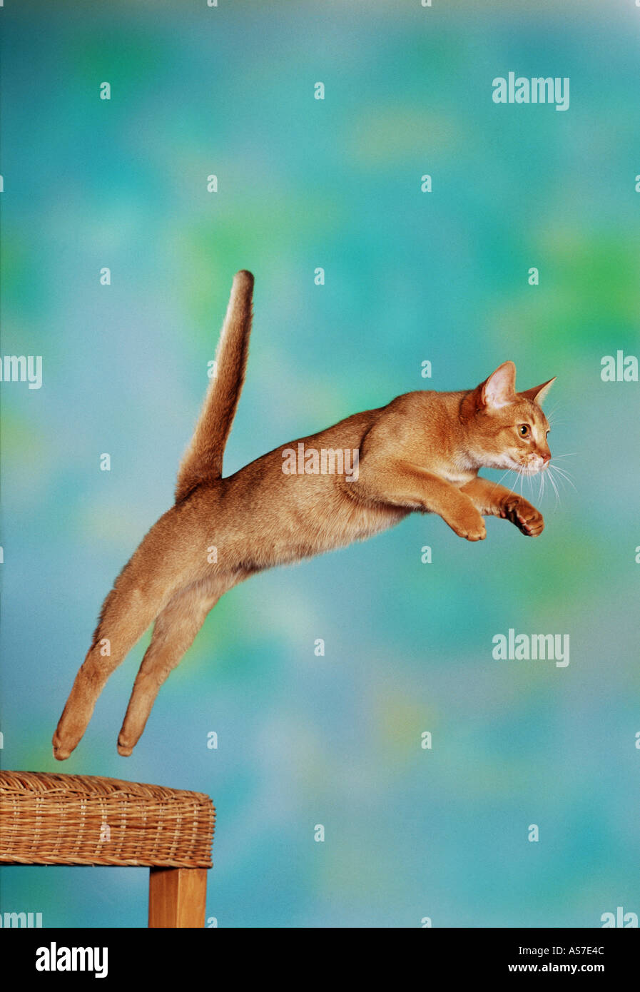 Abyssinian cat - jumping Stock Photo - Alamy
