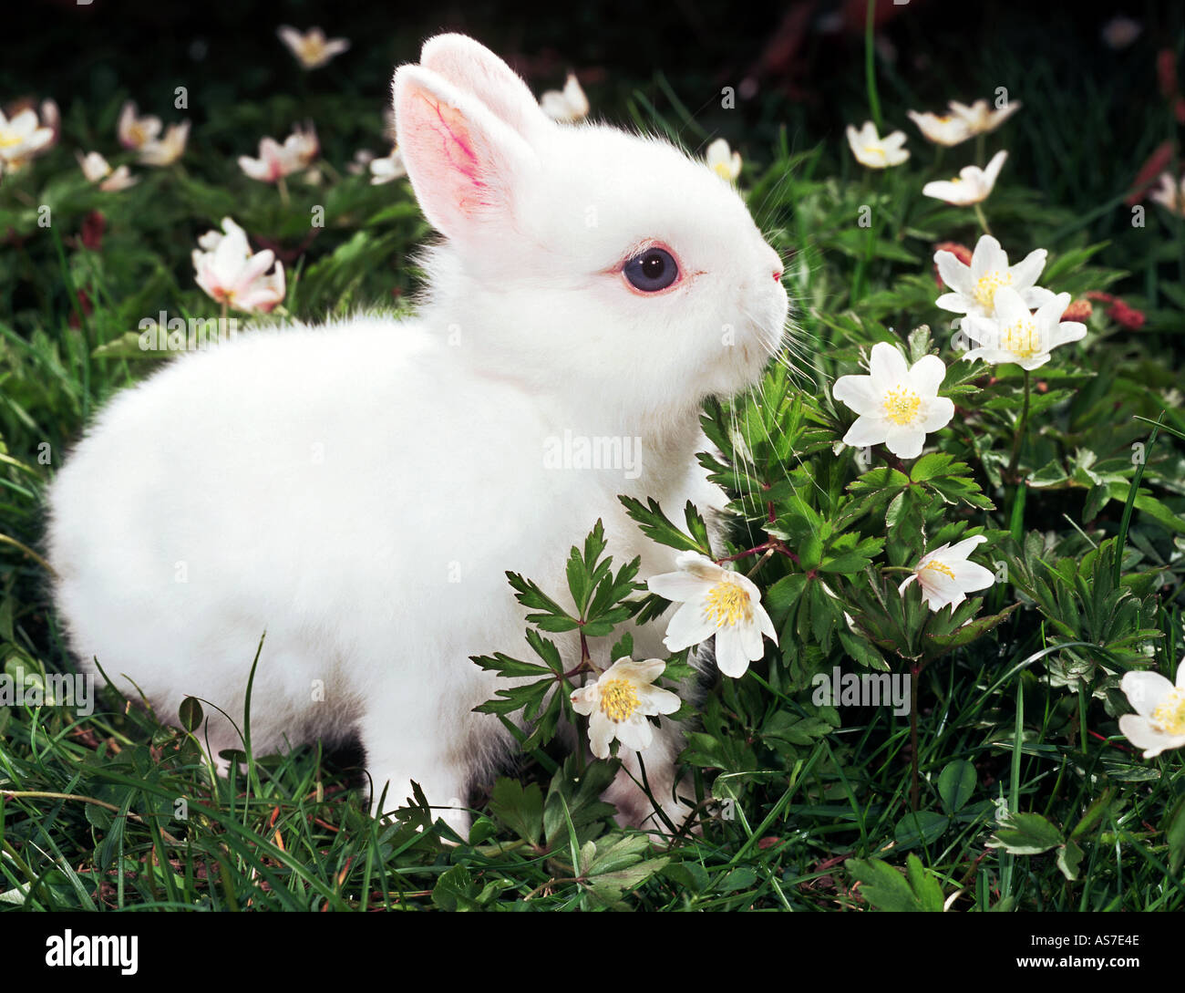 white dwarf rabbit in between flowers Stock Photo